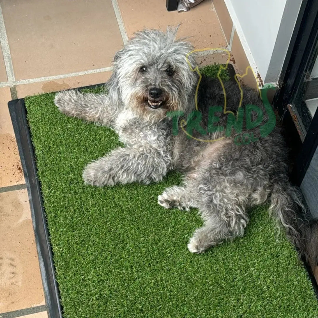 Tapete sanitario para perros