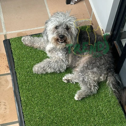Tapete sanitario para perros