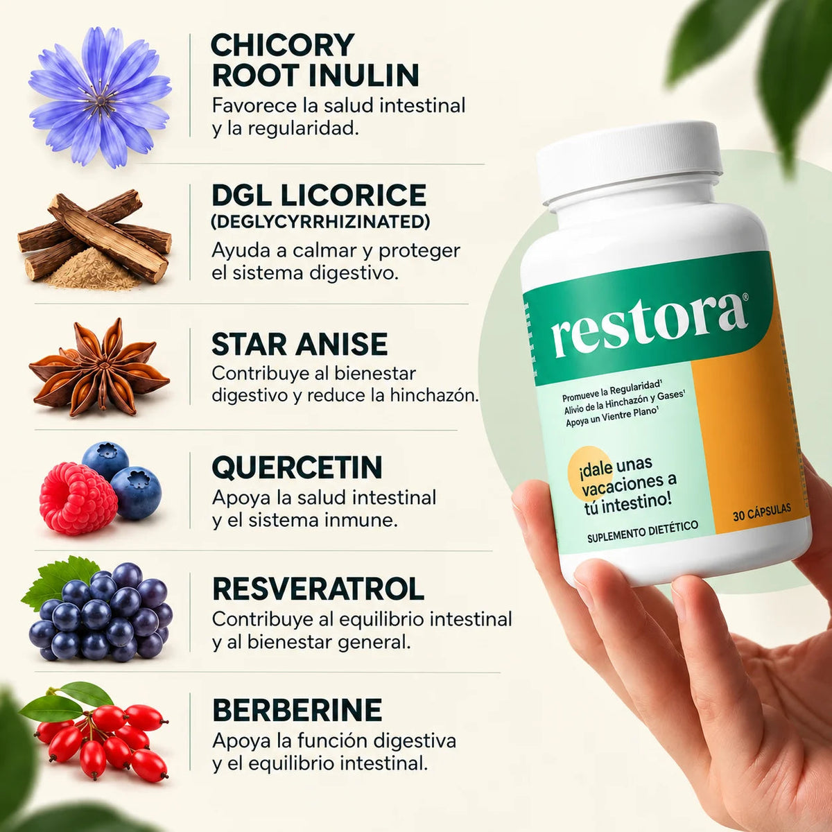 Restora – Equilibrio Digestivo y Regularidad Intestinal